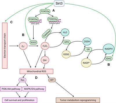 Mitochondrial sirtuin 3 and various cell death modalities